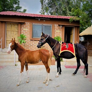 Patdi resort wanderama